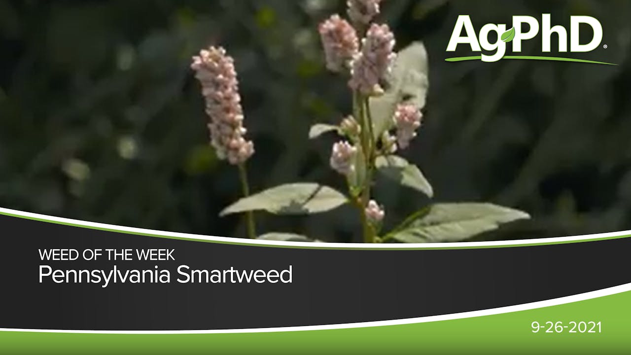 Pennsylvania Smartweed Ag PhD 2021 AcresTV