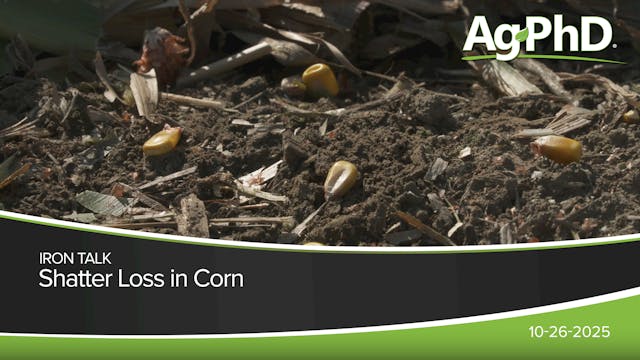 Shatter Loss In Corn | Ag PhD