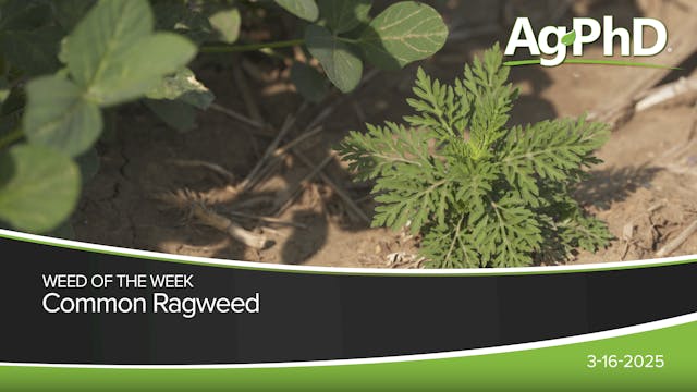 Common Ragweed | Ag PhD