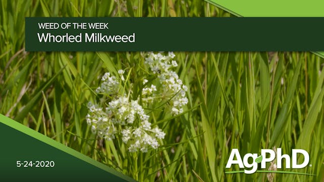 Whorled Milkweed | Ag PhD