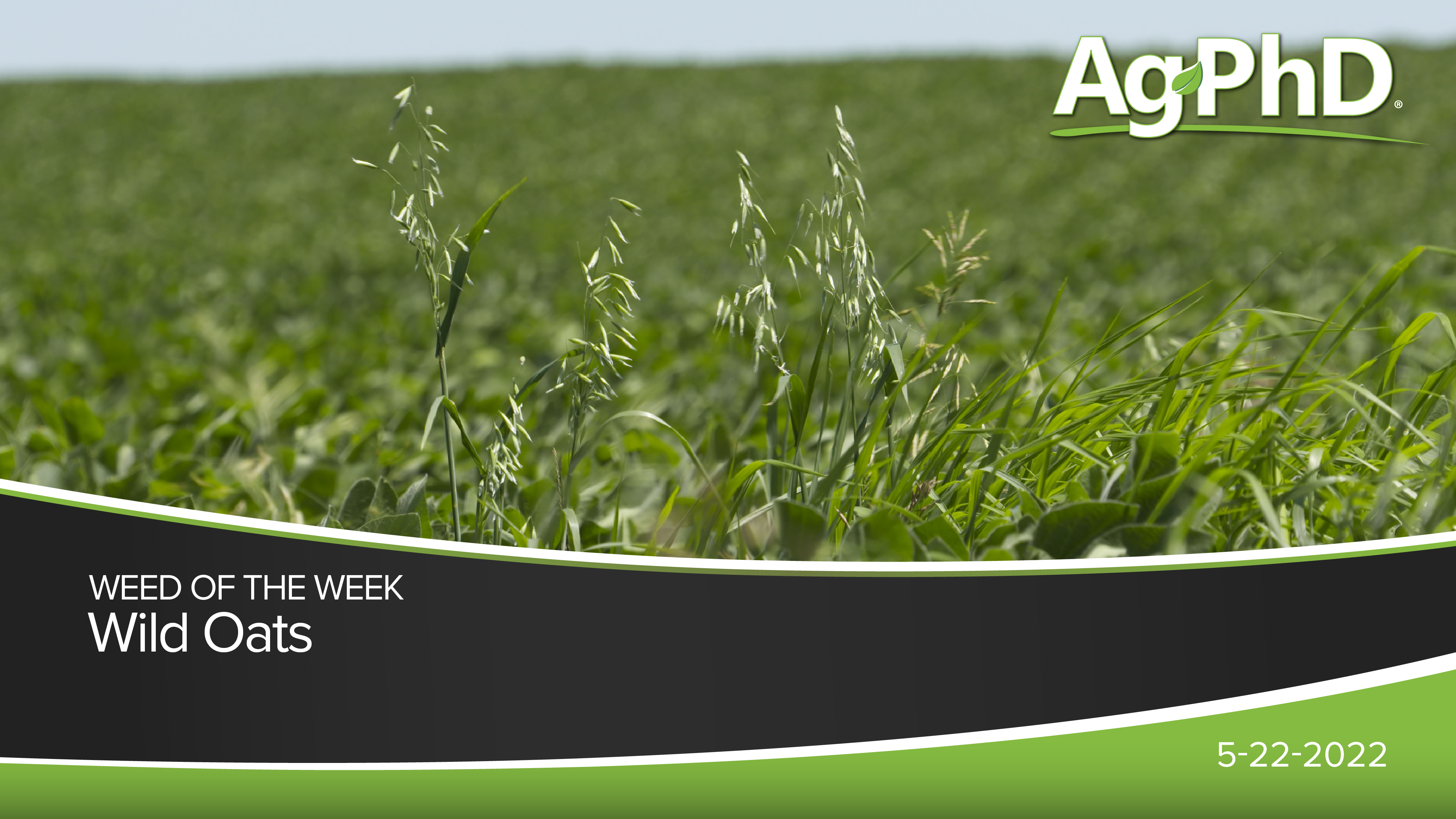 Wild Oats | Ag PhD