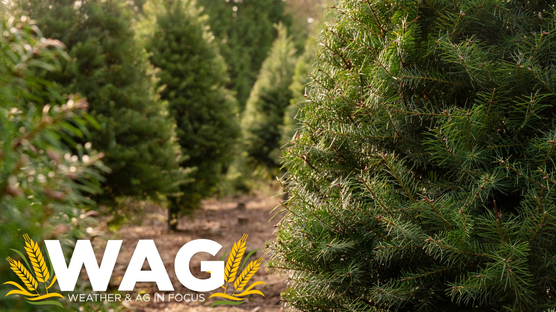 Leafing Out Beyond a Tree Farm! WAG In Focus 2-16-23