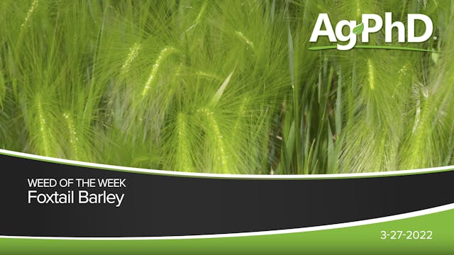 Foxtail Barley | Ag PhD