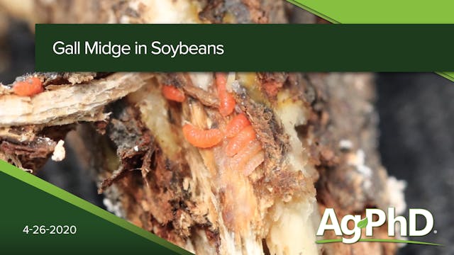 Gall Midge in Soybeans