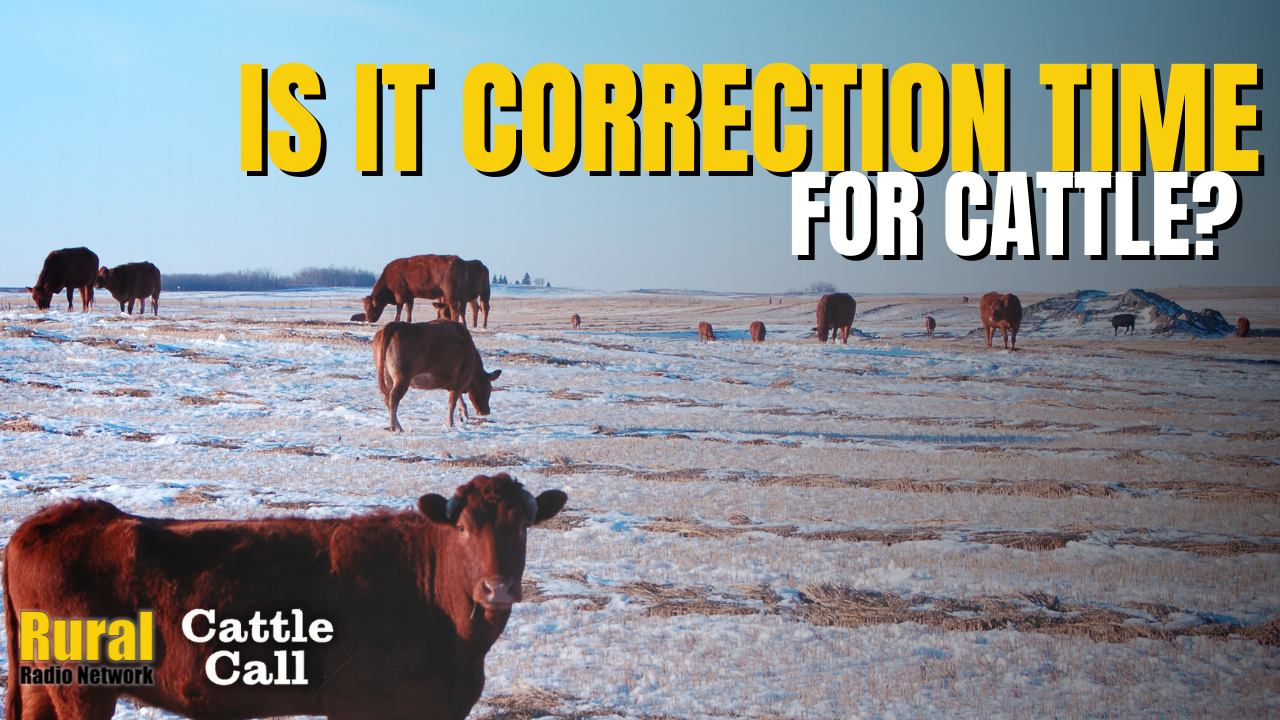 Is It Correction Time for Cattle? | Cattle Call