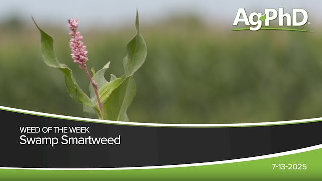 Swamp Smartweed | Ag PhD