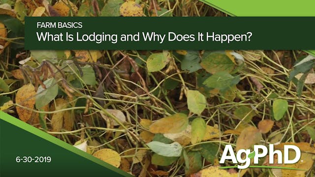 What is Lodging and Why Does It Happen?