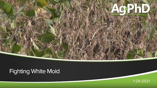 Fighting White Mold | Ag PhD