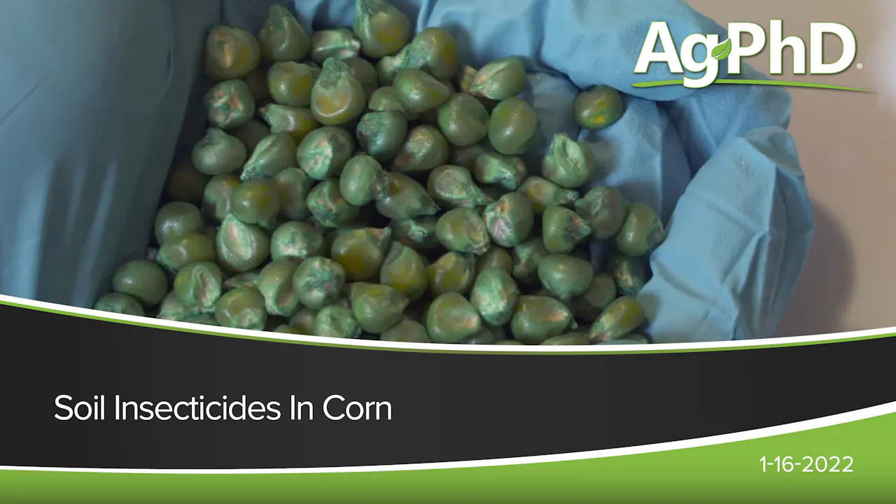 Soil Insecticides in Corn | Ag PhD - 2022 - AcresTV