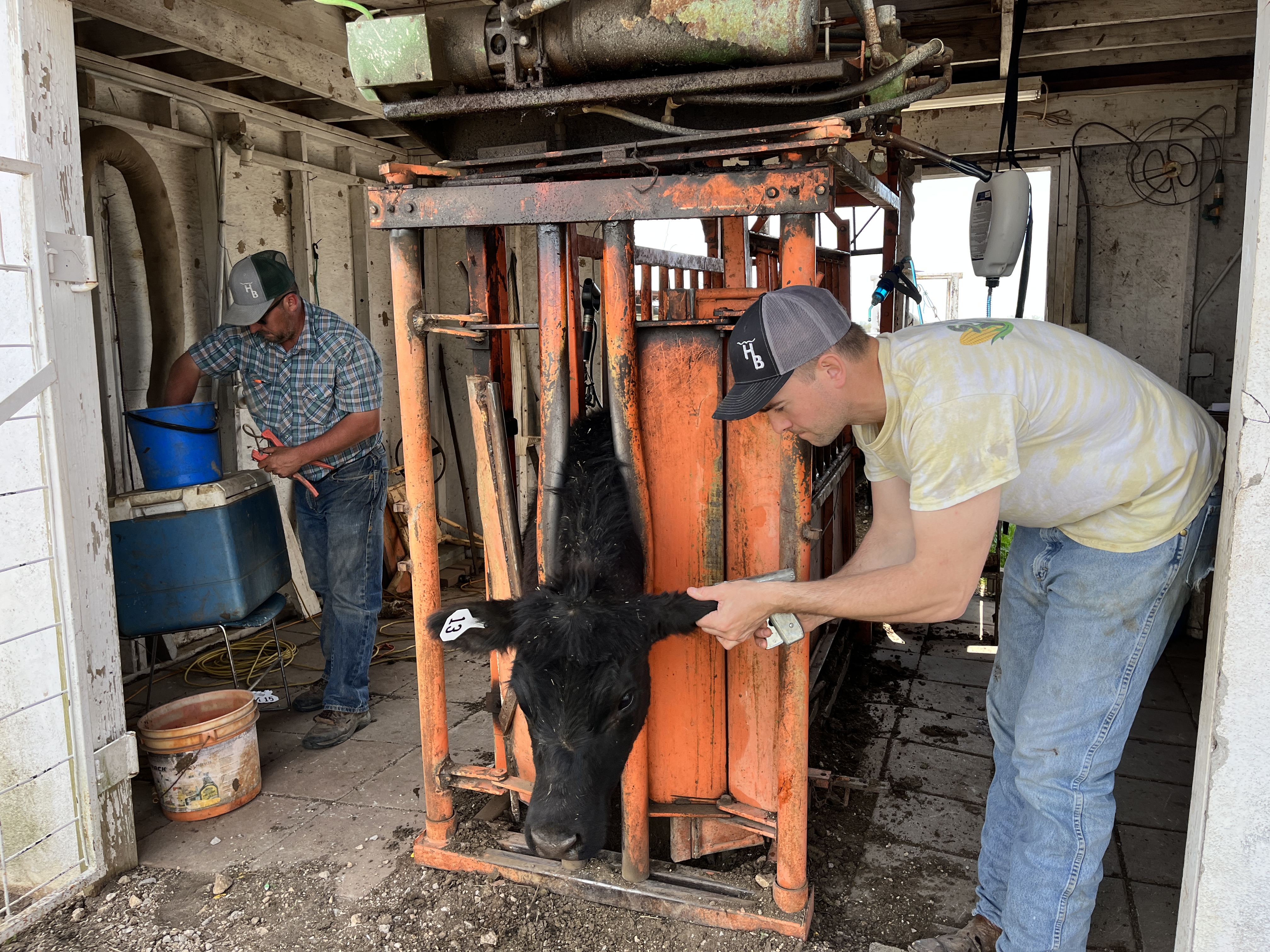 Stocking Our Pastures with Grass Cattle | Buzzard's Beat