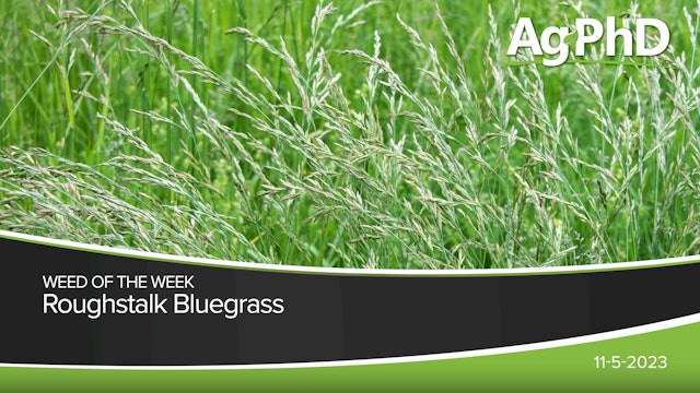 Roughstalk Bluegrass | Ag PhD