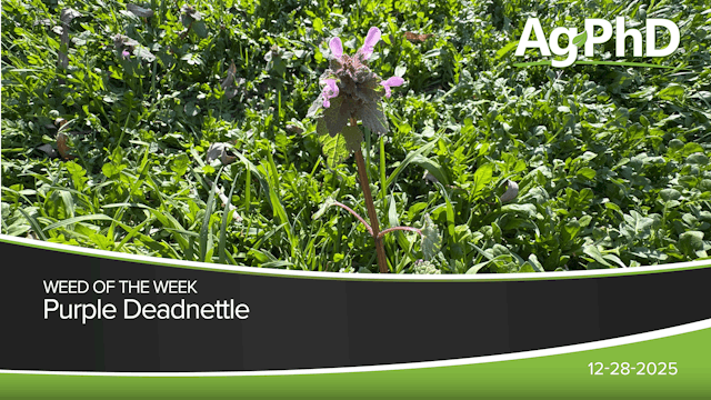 Purple Deadnettle | Ag PhD