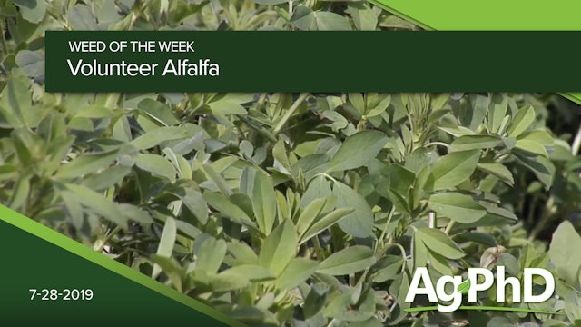 Volunteer Alfalfa