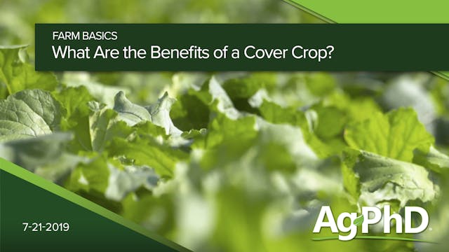 What Are the Benefits of a Cover Crop?