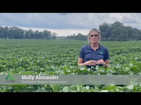 Mid-Season Potassium on Cotton | Agro...