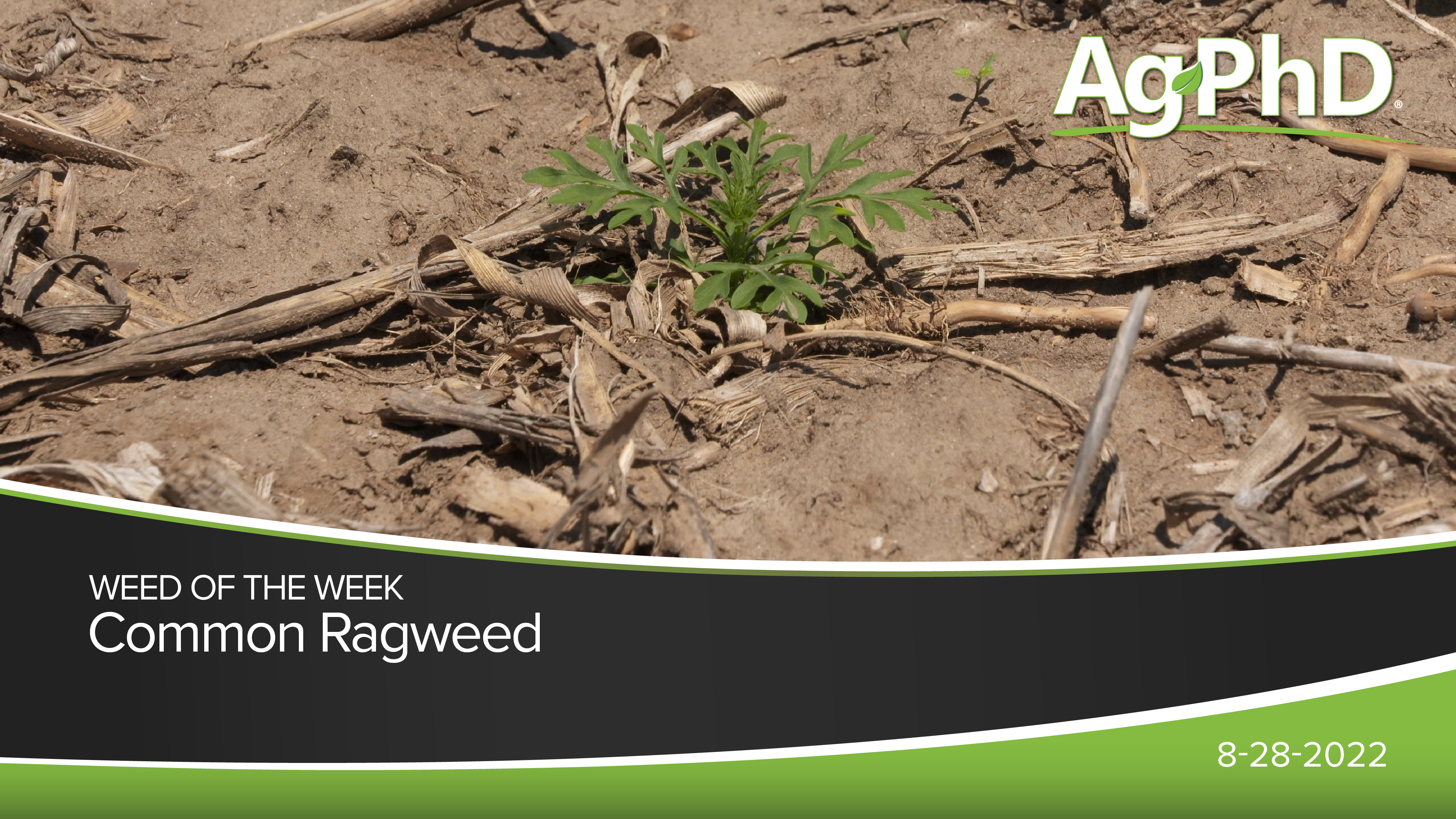 Common Ragweed | Ag PhD