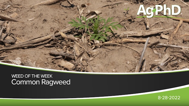 Common Ragweed | Ag PhD