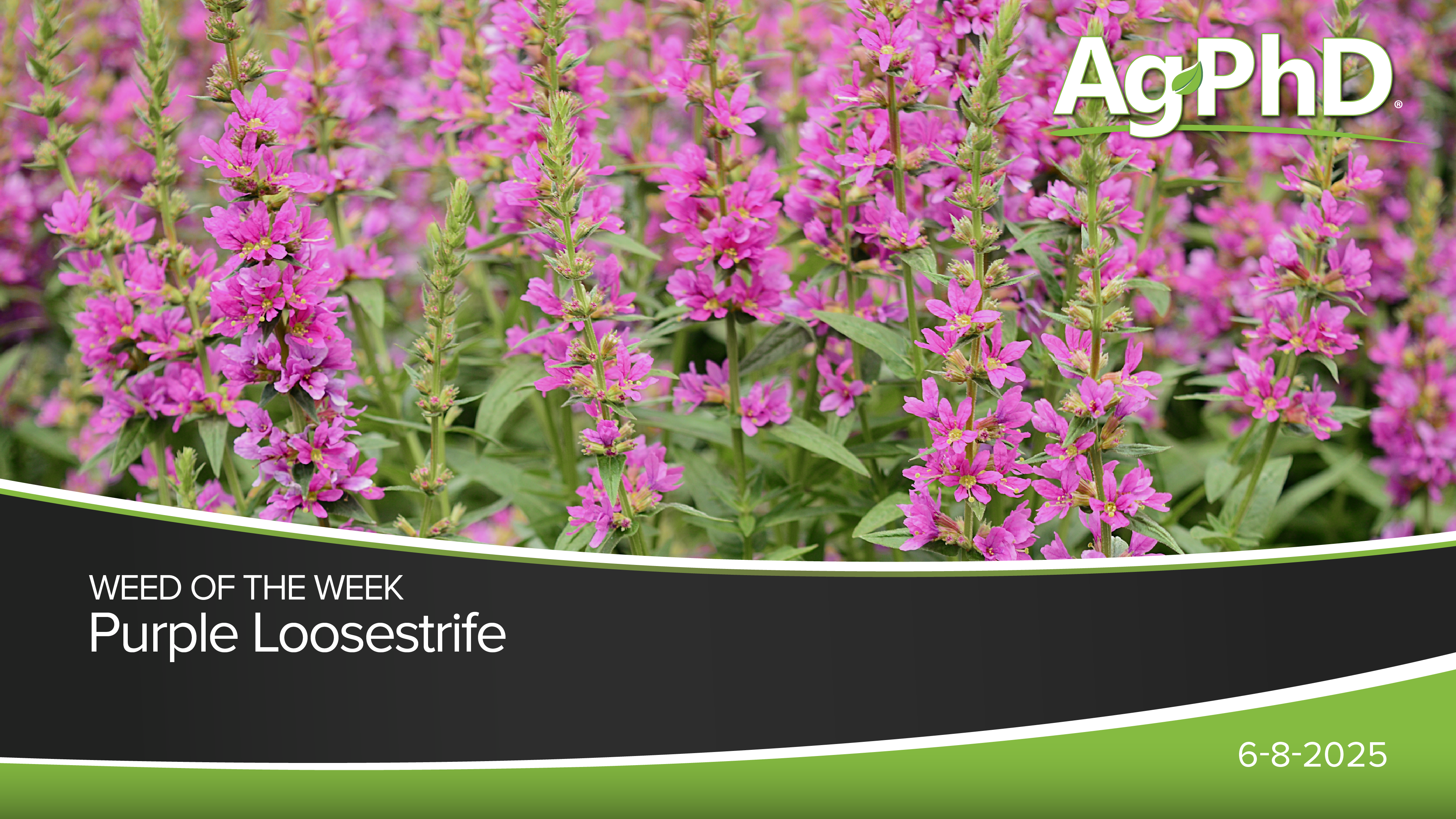 Purple Loosestrife | Ag PhD