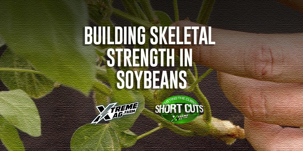 Are Your Soybeans Strong Enough to Hold Pods? | XtremeAg