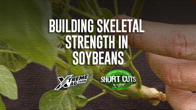 Are your Soybeans strong enough to hold pods?
