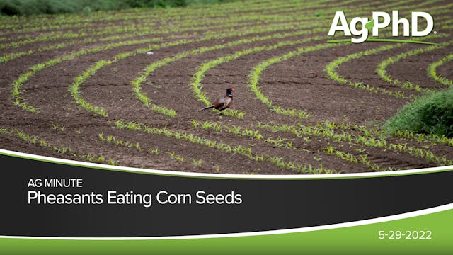 Pheasants Eating Corn Seeds | Ag PhD