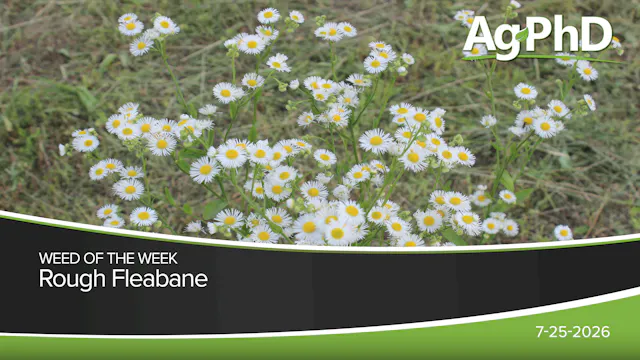 Rough Fleabane | Ag PhD