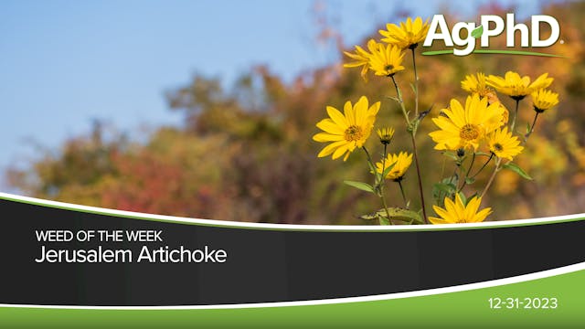 Jerusalem Artichoke | Ag PhD