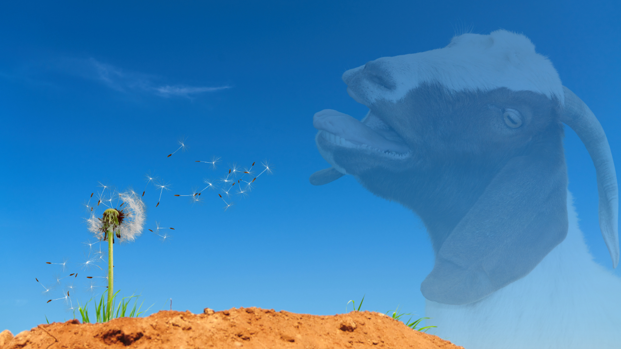 Fly Away Weeds! | WAG in Focus 05-28-25