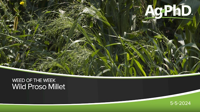 Wild Proso Millet | Ag PhD