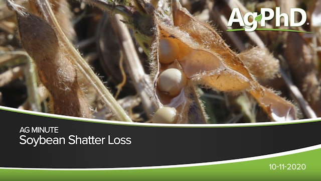 Soybean Shatter Loss | Ag PhD