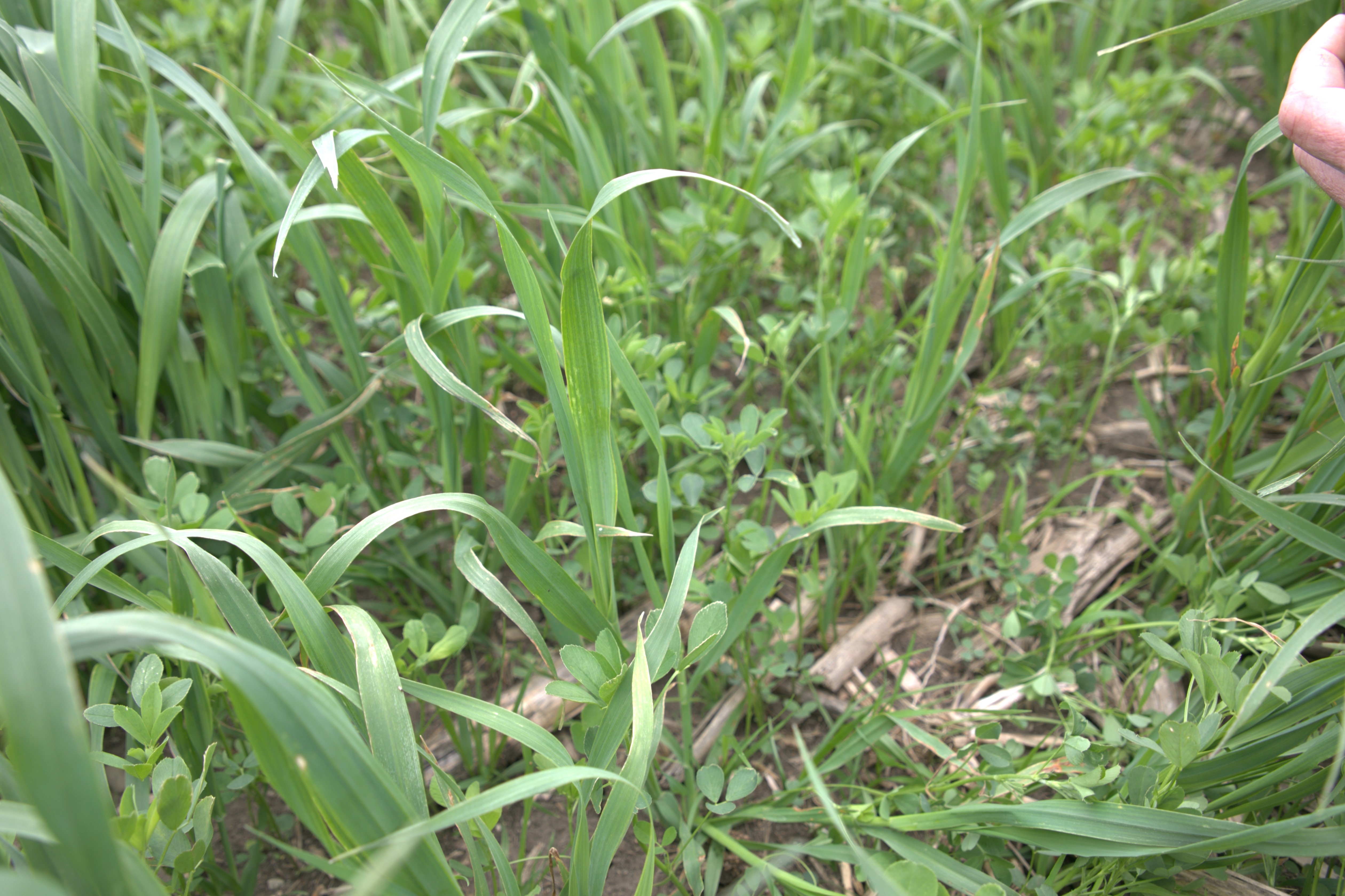 The Stockman | Renovo Seed