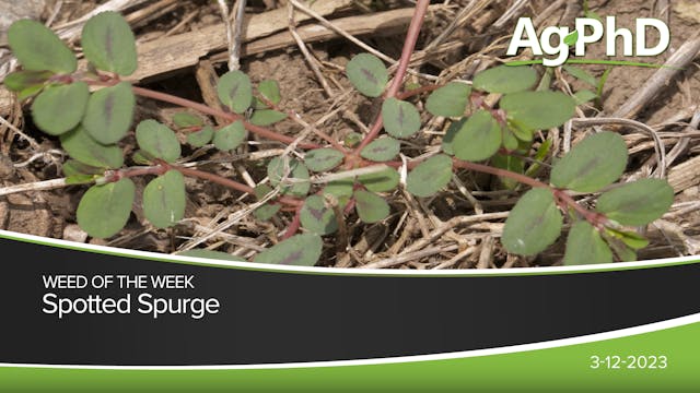 Spotted Spurge | Ag PhD