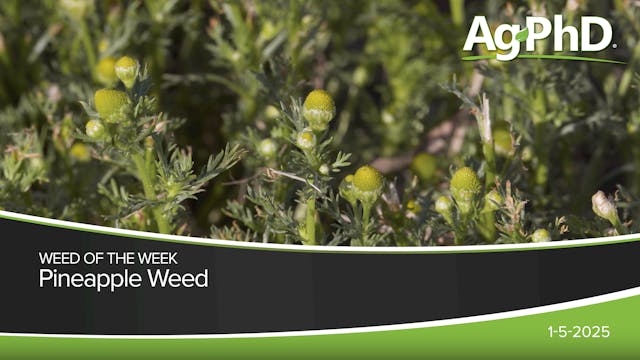 Pineapple Weed | Ag PhD