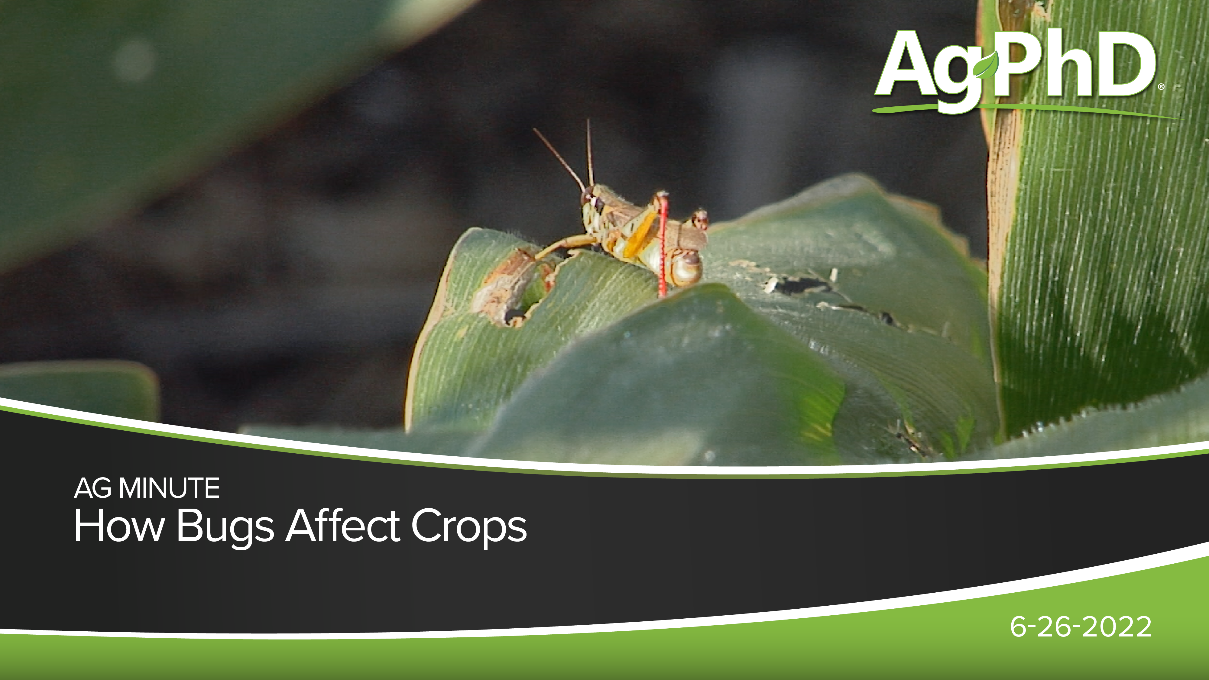 How Bugs Affect Crops | Ag PhD
