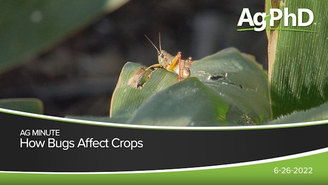 How Bugs Affect Crops