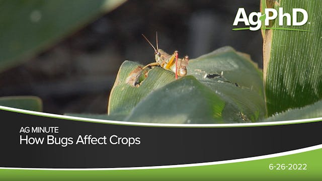 How Bugs Affect Crops | Ag PhD