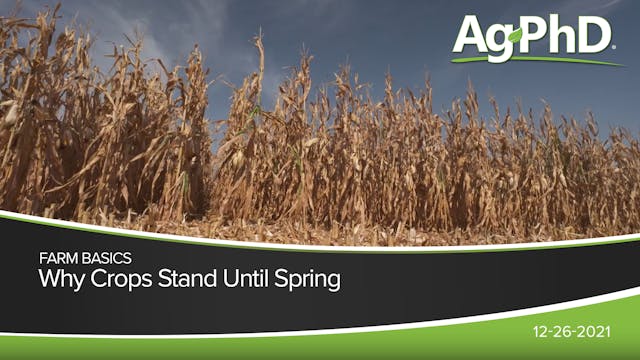 Why Crops Stand Until Spring | Ag PhD