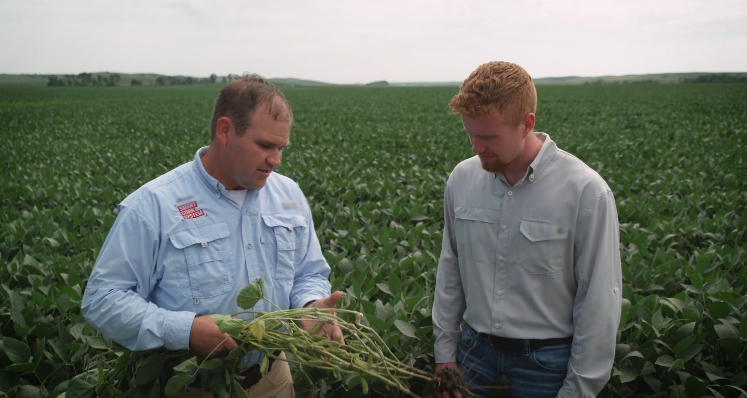 White Mold in Soybeans | Bayer