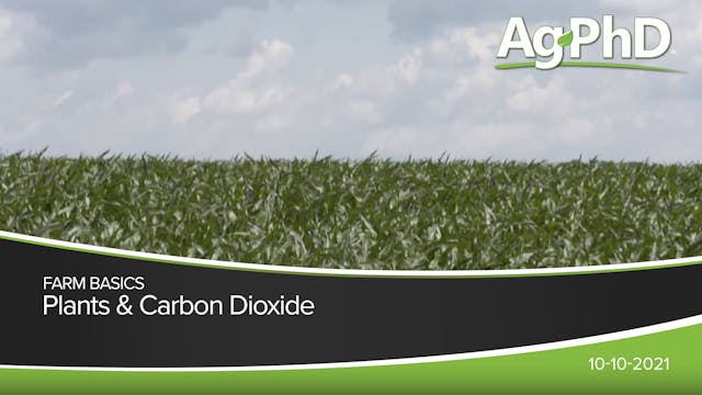 Plants & Carbon Dioxide | Ag PhD