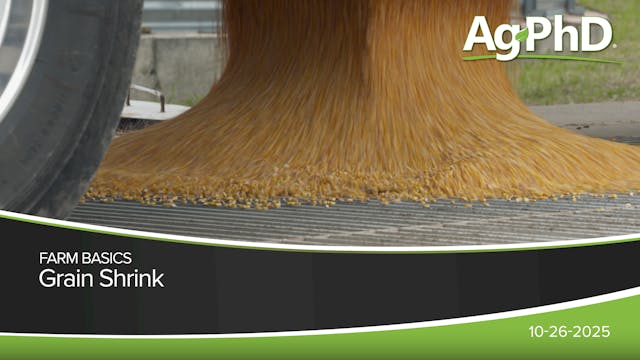 Grain Shrink | Ag PhD