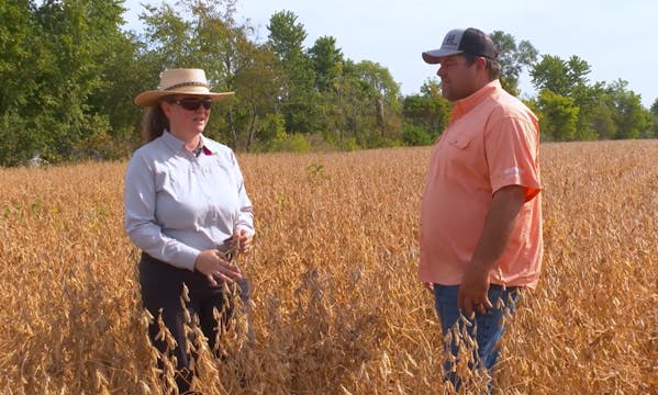 Improved Soybean Pod Fill | Pink Perf...