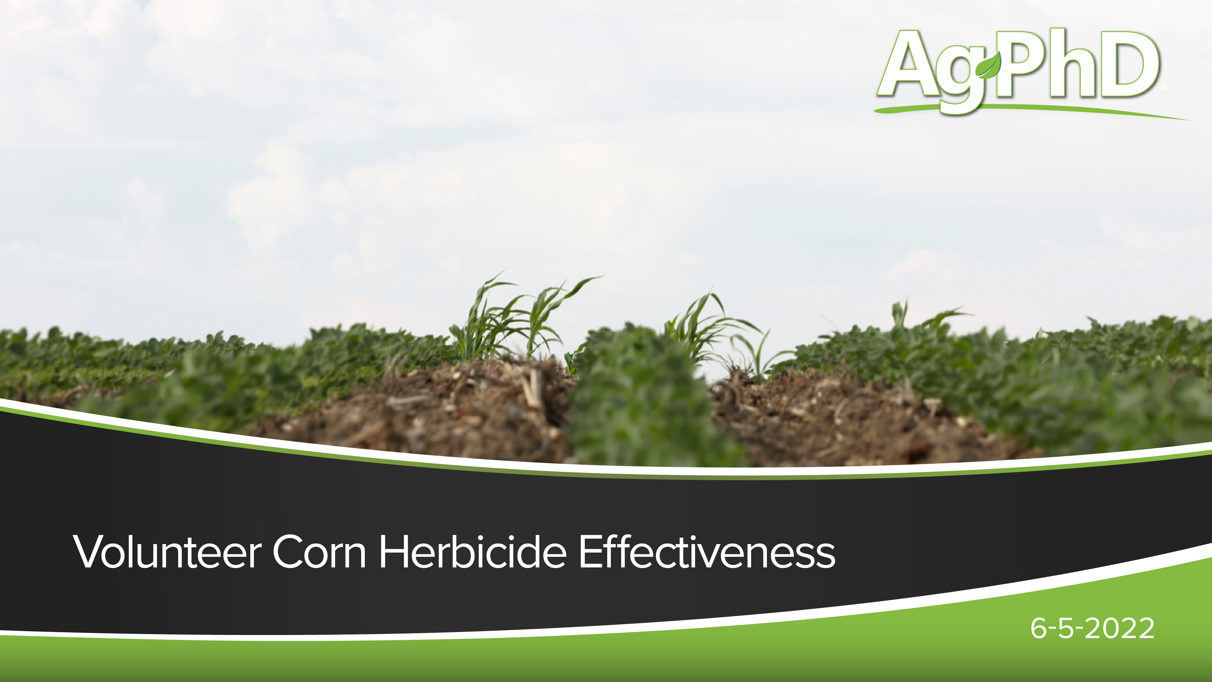 Volunteer Corn Herbicide Effectiveness | Ag PhD