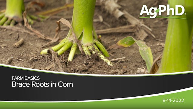 Brace Roots in Corn | Ag PhD