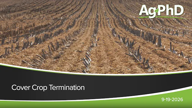 Cover Crop Termination | Ag PhD