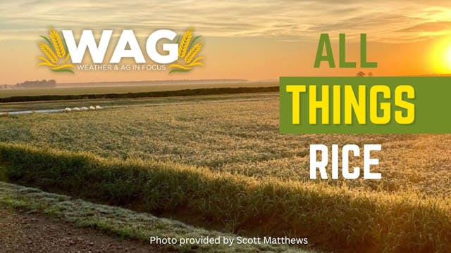  All Things Rice | WAG in Focus 10/26/23