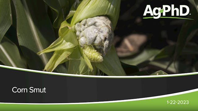 Corn Smut | Ag PhD