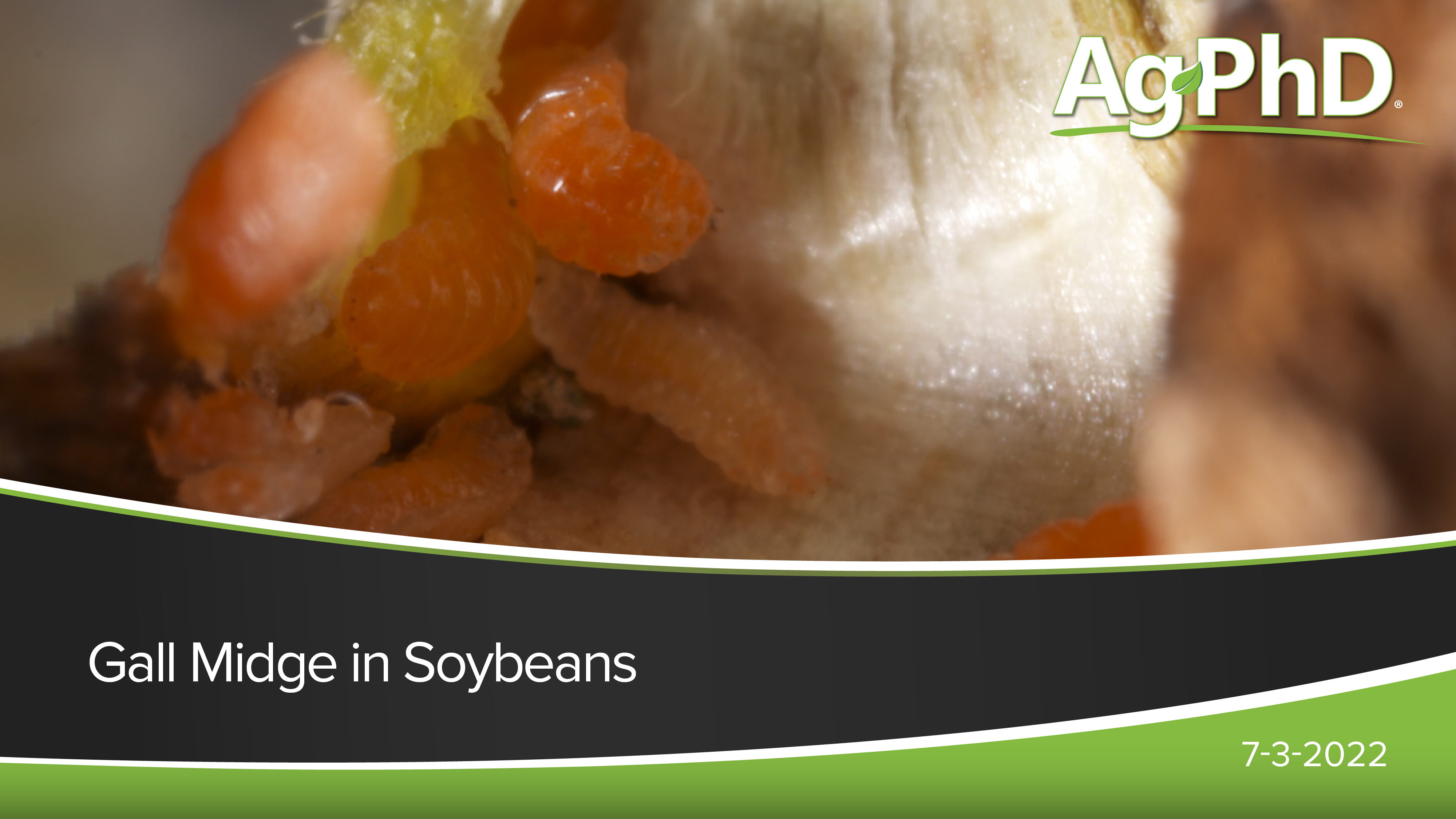 Gall Midge in Soybeans | Ag PhD