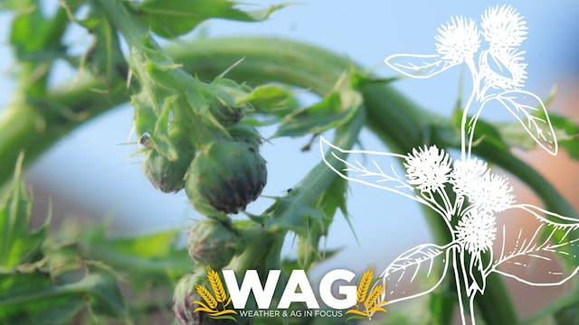 What Weeds are Bugging You? WAG In Fo...