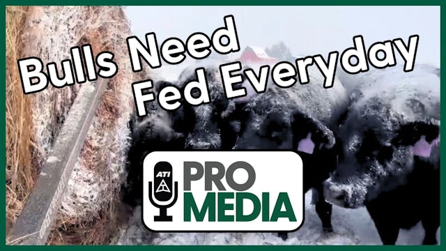 Bulls Need Fed Everyday | ATI ProMedi...