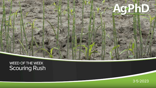 Scouring Rush | Ag PhD